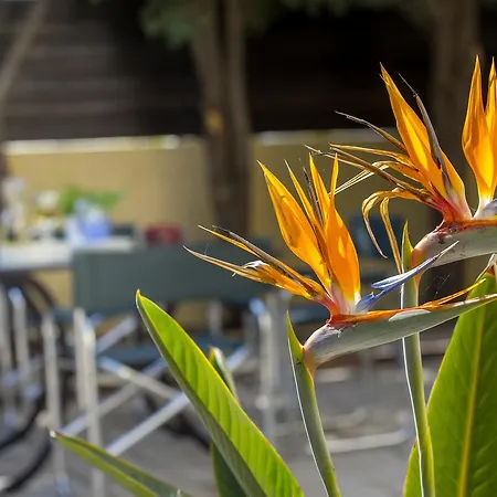 Tropical *